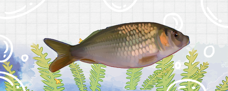 禾花鱼有小刺吗有鳞片吗(禾花鱼有刺吗?)