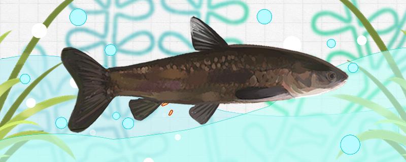 夏季钓青鱼需要调漂吗怎样调漂(夏天钓青鱼怎么调漂)