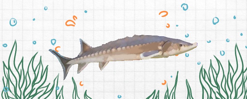 鳇鱼是什么鱼生长在哪里(鲮鱼是什么鱼种)