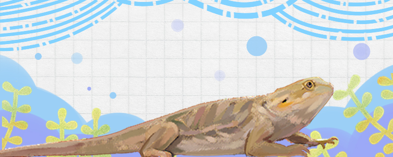 蜥蜴吃什么昆虫能吃面包虫吗(蜥蜴可以吃面包虫吗)