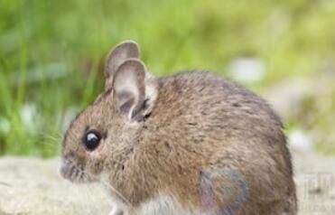 上慢下暴是什么打一生肖(上慢而残下也)