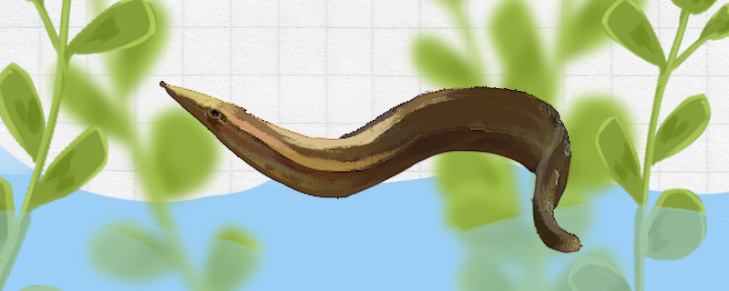 棘鳅好养吗怎么养(棘鳅好养吗怎么养的)