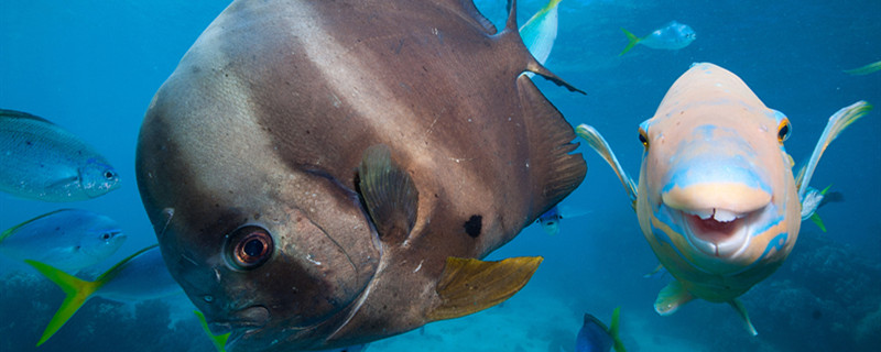 鱼有没有鼻子鱼的鼻子起什么作用(鱼有鼻子吗秒懂百科)
