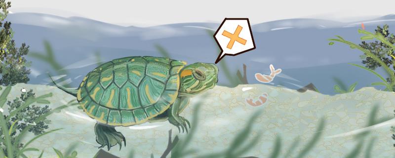 巴西龟能一直泡在水里吗什么水位饲养合适(巴西龟能一直在水里泡着吗)