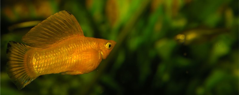 米奇鱼吃水草吗能养在草缸吗(米奇鱼吃水草吗能养在草缸吗图片)