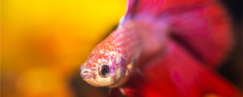 小型增氧泵怎么安装增氧泵什么时候开启(小型增氧泵多少钱一台)