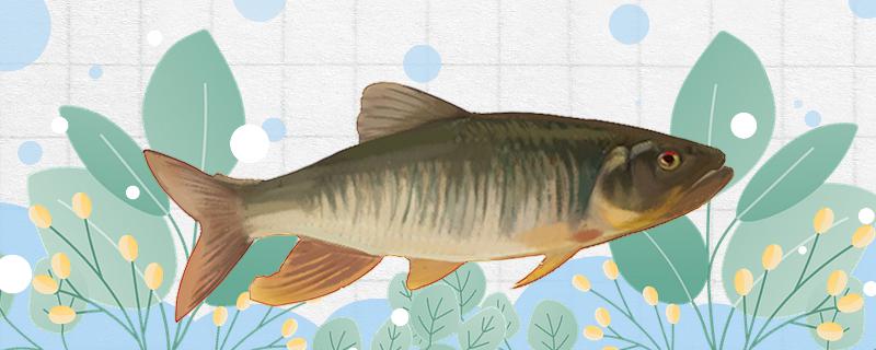 钓马口用什么打窝最好用什么鱼钩最好(野钓马口怎么打窝)