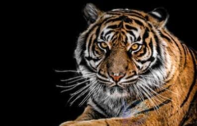 昭然若揭是什么生肖动物(昭然若揭猜一生肖)