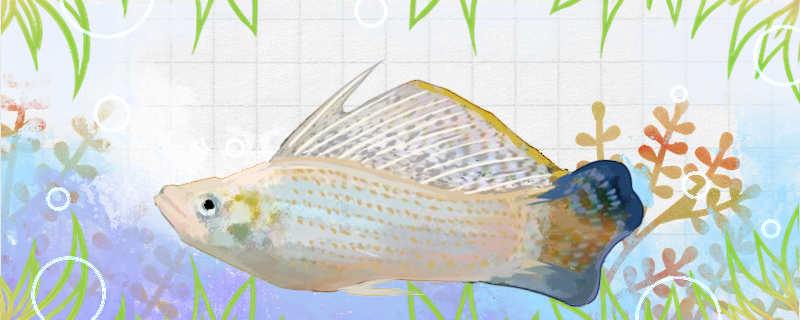 珍珠玛丽鱼好养吗怎么养(珍珠马甲鱼和丽丽鱼哪个好养)