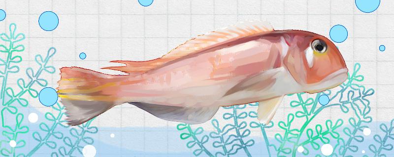 马头鱼有刺吗刺多吗(马头鱼的刺多吗)