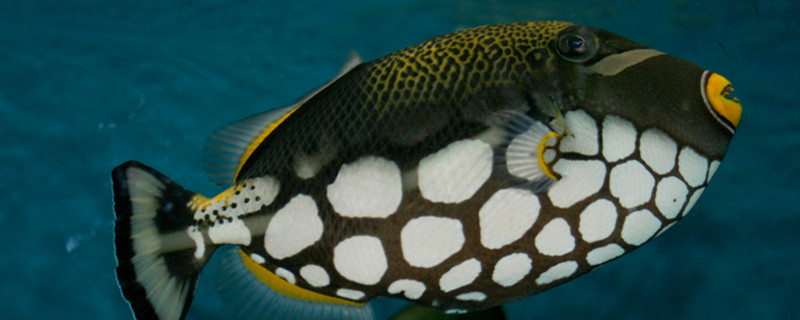 鱼缸水温高怎么办如何给它降温(鱼缸水温太低怎么升温)