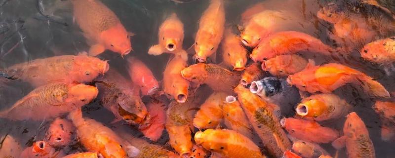 锦鲤鱼需要加热吗哪些鱼不用加热(锦鲤需要加热吗?)