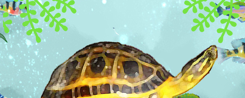 印度孔雀龟好养吗怎么养(印度孔雀龟图片)