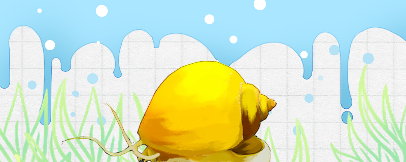 黄金螺吃鱼屎吗能清理鱼缸吗(黄金螺吃鱼屎吗能清理鱼缸吗图片)