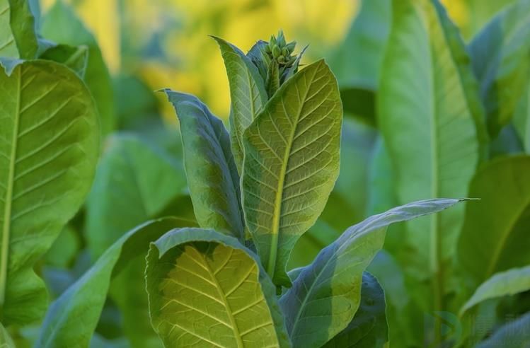 闻烟是什么草(闻生烟草毒吗)