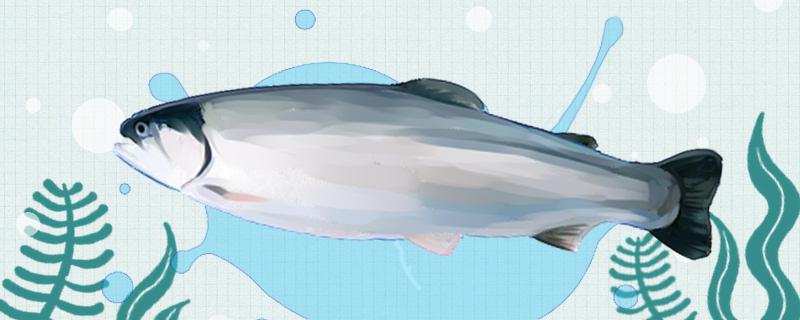 三文鱼是鲑鱼吗和鲑鱼有什么区别(三文鱼与鲑鱼的区别)