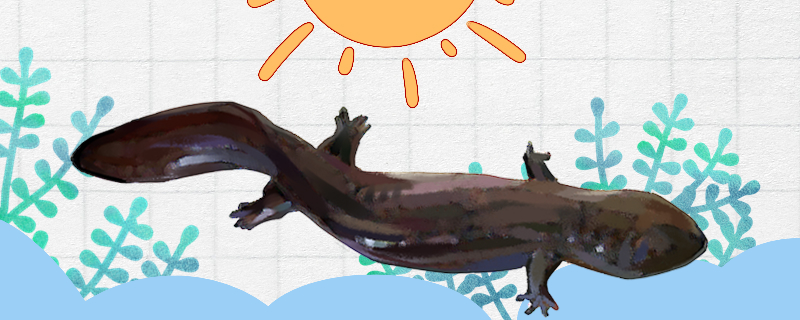 娃娃鱼怎么繁殖是卵生还是胎生(娃娃鱼的繁殖)