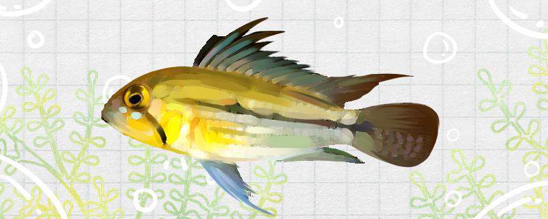 裘诺公主短鲷好养吗怎么养(裘诺公主短鲷好养吗怎么养啊)