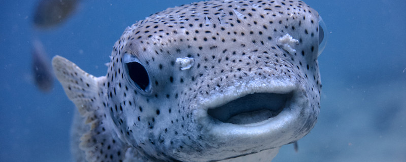 怎么判断鱼是真死还是假死鱼为什么会假死(鱼池死鱼什么原因)