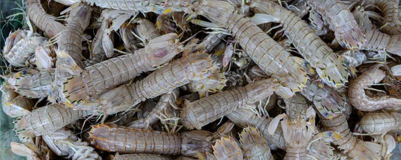 皮皮虾怎么养活一晚在淡水中能活多久(皮皮虾淡水养着会死吗?)