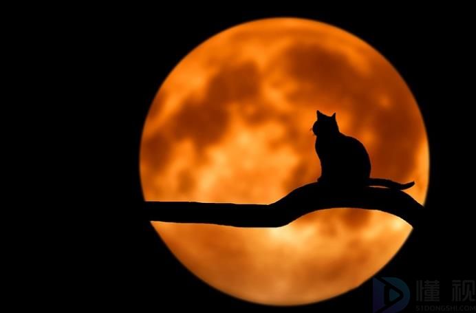 小猫流浪讲是什么故事(小猫流浪讲是什么故事啊)