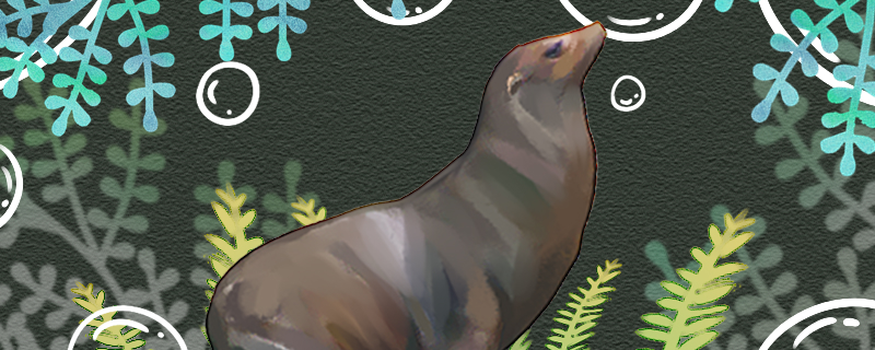 海狮能活多少年能长多大(海狮能活几岁)