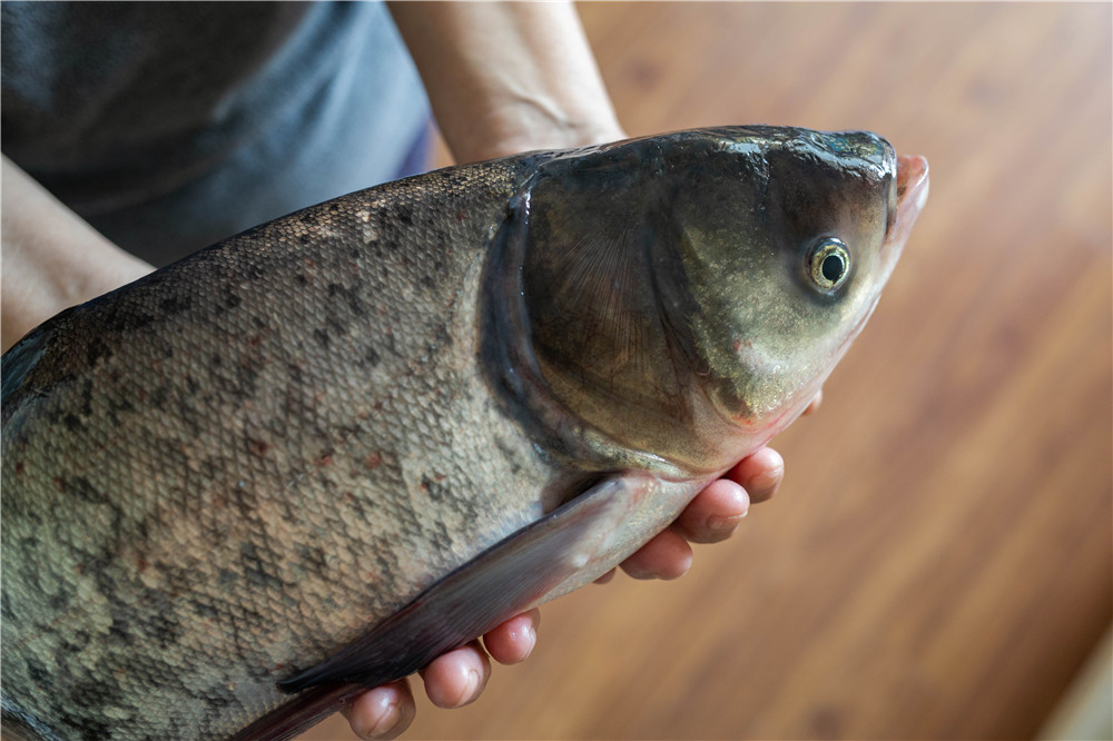 鲢鳙的钓法水深多少