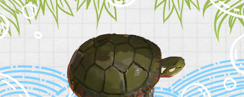 中部锦龟好养吗怎么养(中部锦龟是杂锦吗)