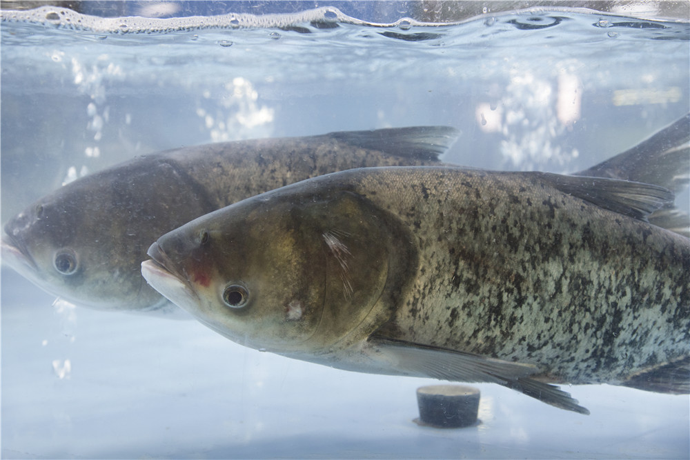 鲢鳙的钓法水深多少
