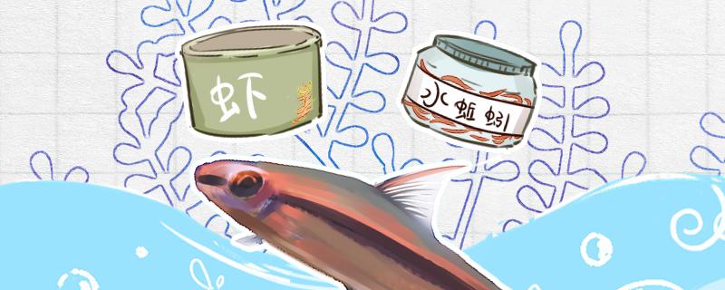 一眉道人鱼吃什么饲料最好每天吃几次(一眉道人鱼喂什么饲料)