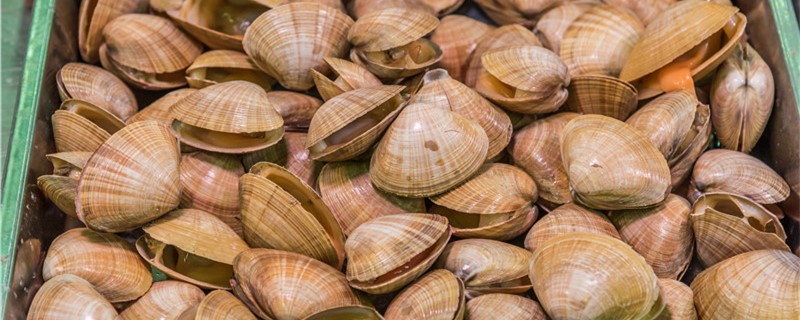 蚬子和花蛤一样吗有什么区别(黄蚬子和花蛤的区别)