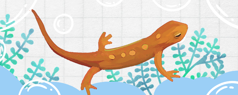 蝾螈怎么繁殖多大开始繁殖(蝾螈幼崽怎么养)