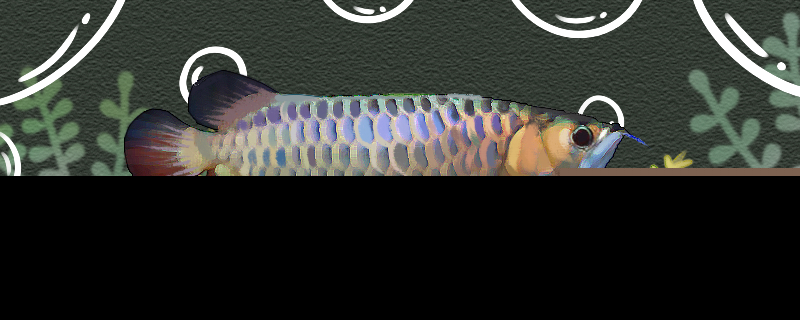 蓝底过背金龙鱼好养吗怎么养(蓝底过背金龙能长多大)