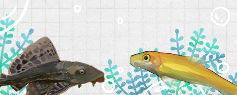 金苔鼠和清道夫哪个好有什么区别(青苔鼠跟清道夫哪个好)