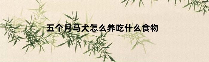 五个月马犬怎么养吃什么食物(5个月的马犬吃什么最好)