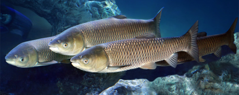 鱼吃草吗什么鱼吃草(鱼是不是吃草)