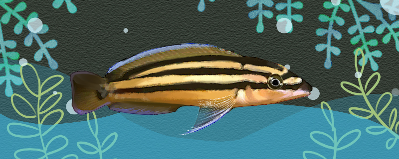 黄金二线凤凰好养吗怎么养(金凤凰黄金)