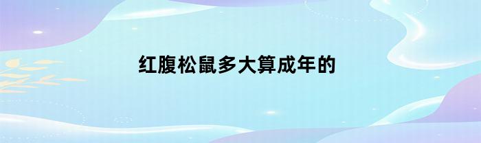 红腹松鼠多大算成年的(红腹松鼠成年后多大)