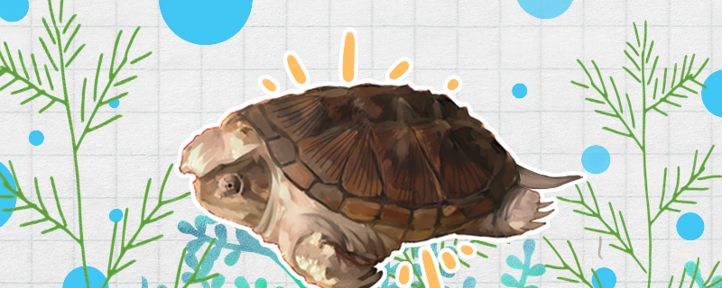 小鳄龟多久喂一次食怎么喂食(小鳄龟多久才适应环境)