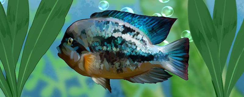 兰帝王火口鱼好养吗怎么养(咸鱼之王木箱子什么时候开)