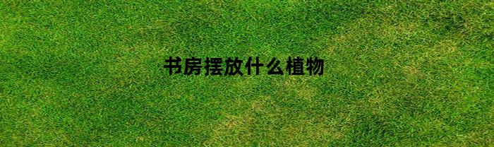 书房摆放什么植物(书房摆放什么植物最好风水)