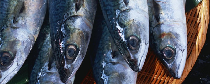 鲭鱼和秋刀鱼一样吗有什么区别(鳀鱼是秋刀鱼吗)