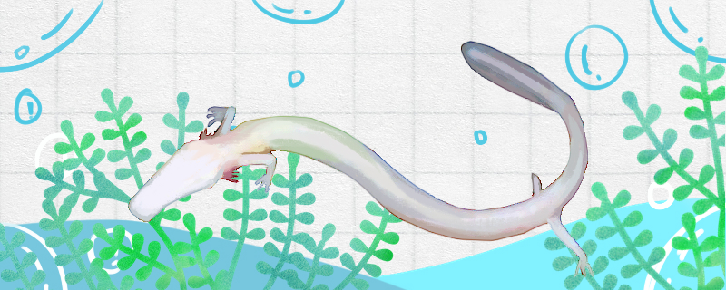 洞螈是什么生物能养吗(洞螈百科)