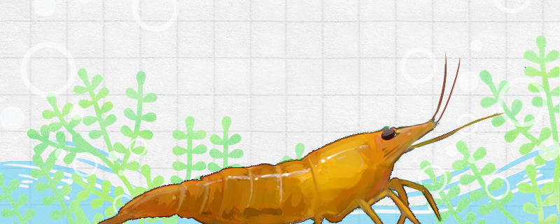 香吉士虾好养吗怎么养(香吉士虾百度百科)