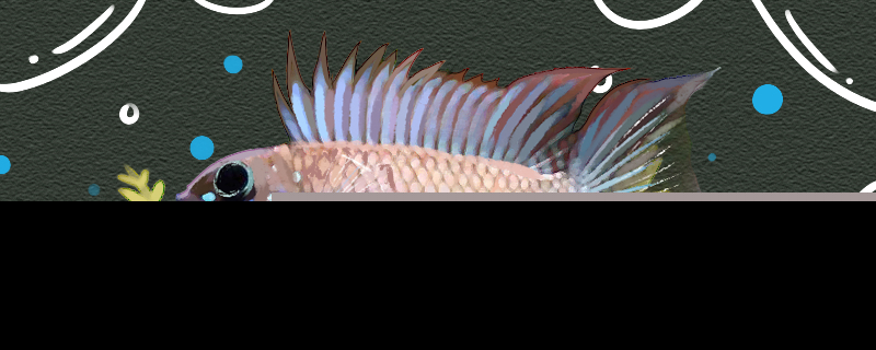 白兰特短鲷好养吗怎么养(巴西白兰特短鲷)