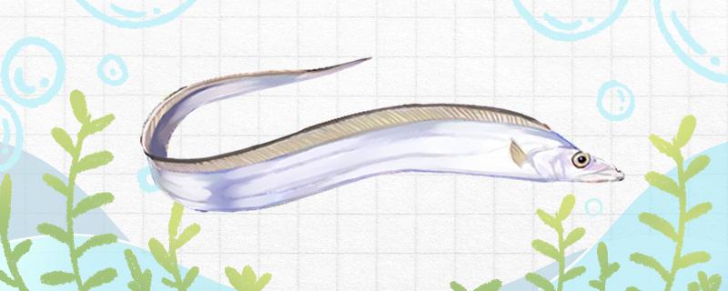 带鱼怎么养殖水深多少合适(带鱼的养殖方法成本)