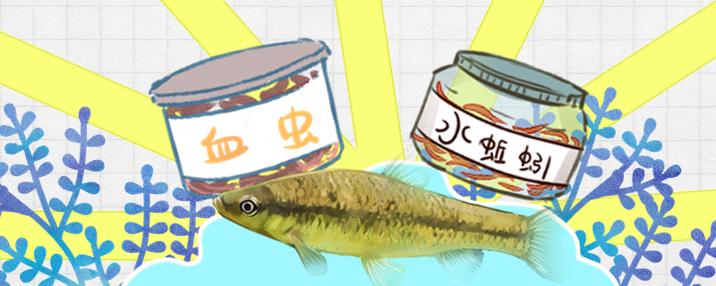 麦穗鱼吃什么多久喂一次(麦穗鱼怎么喂)