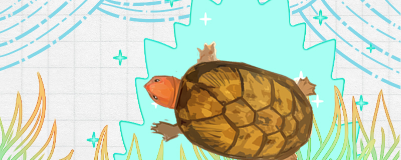 红面蛋龟需要晒太阳吗需要黄蜡石吗(红面蛋龟到底需不需要晒背)