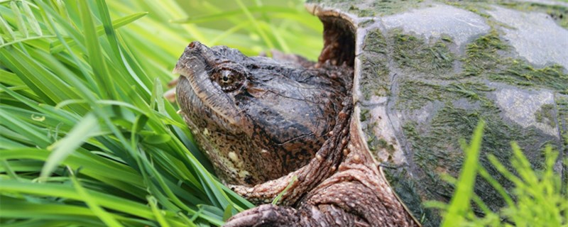 乌龟多少度停食乌龟停食怎么办(乌龟几度停食)