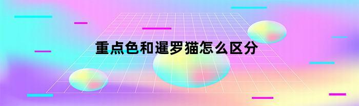 重点色和暹罗猫怎么区分(重点色暹罗猫价格多少钱一只)